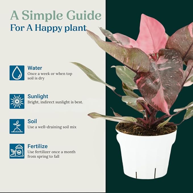 Pink Princess Philodendron Live Plant - Indoor Plants Live Houseplants - Elegant Philodendron Princess House Plant - Rare Pink Plants