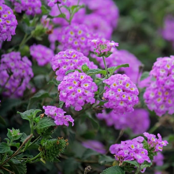 Pack 2 Lantana Live Plants Well Rooted, Purple Blooms Perennial, Lantana Shrub Starter 4-8 Inches