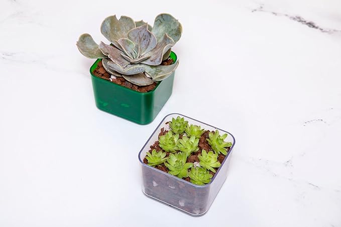 Cactus & Succulent Starter Kit