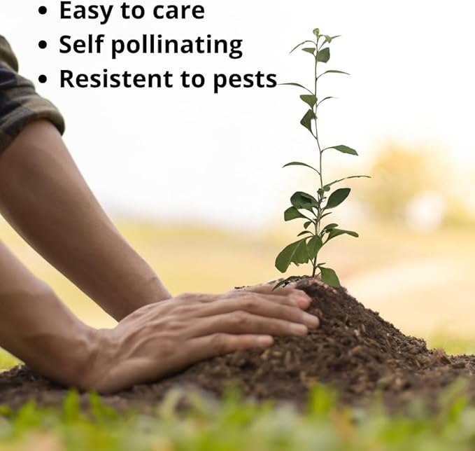 Goji Berry (Wolfberry) Plants (4 Pack) –Rare Berry Variety, Cold-Hardy to -10°F, Drought-Tolerant, Self-Fertile Yielding Sweet Red Berries Live Starter Plants for Planting