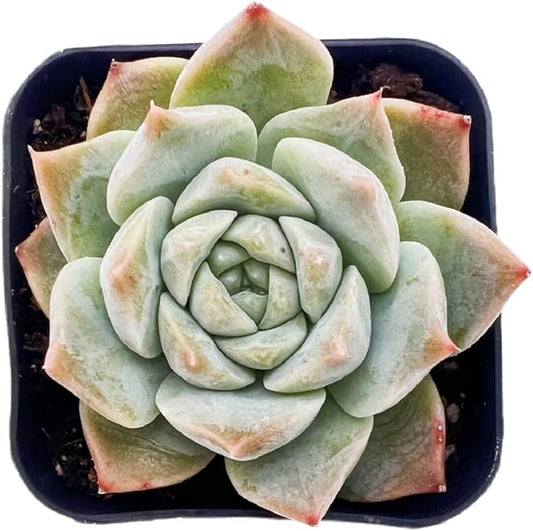 2" Rare Succulent Echeveria 'Snow Fairy', Live Succulents Plants Fully Rooted in Grower Pots, Unique Gift for Wedding Favor, Party Favor