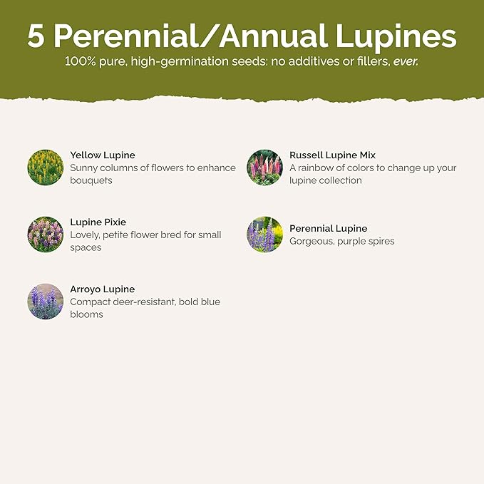 Eden Brothers Lupine Flower Mixed Seeds for Planting, 5 lb, 2,400,000+ Seeds with Russell, Arroyo, Yellow, Sky Lupine | Attracts Pollinators, Plant in Spring or Fall, Zones 3, 4, 5, 6, 7, 8, 9, 10