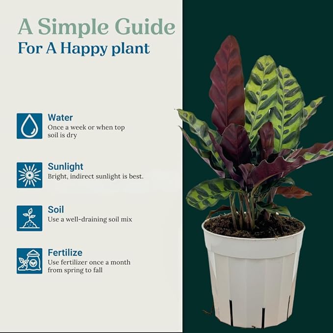 Rattlesnake Calathea Live Plant - Air Purifier, Colorful House Plant, Ideal for Home Decor and Room Decor - Rattlesnake for Indoor Plants, Calathea Lancifolia Prayer Plant