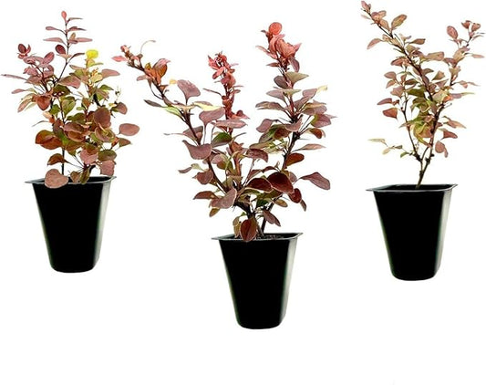 Barberry Rosy Glow | 20 Live Plants | Vibrant Dual-Toned Foliage, Ideal for Landscaping & Hedging, Hardy & Drought-Tolerant, Live Decorative Shrub Plant