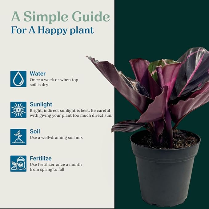 Calathea Dottie Indoor Plant - Live Colorful Prayer House Plant, Pink Plant for Home Decor, Room Decor, Air Purifier