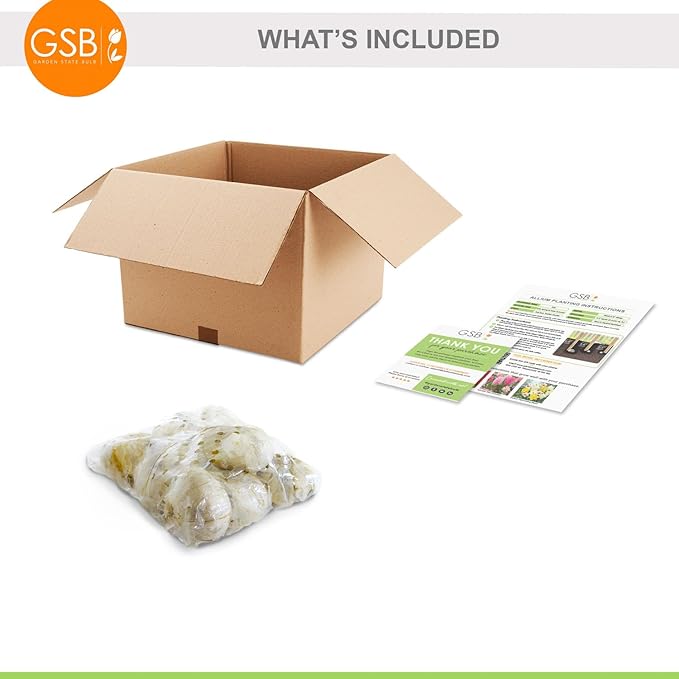 Garden State Bulb Globemaster Giant Allium Flower Bulbs, 20/22cm, Fall Planting (Bag of 10)