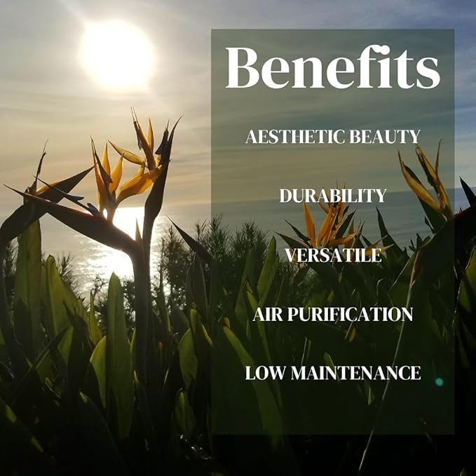 Bird of Paradise Plants Live (4-Pack), Strelitzia Plants with Perennial Orange Flowers, Indoor/Outdoor Plants, Exotic Tropical Decor, Not Artificial, 6-10" Height. 2" Pot