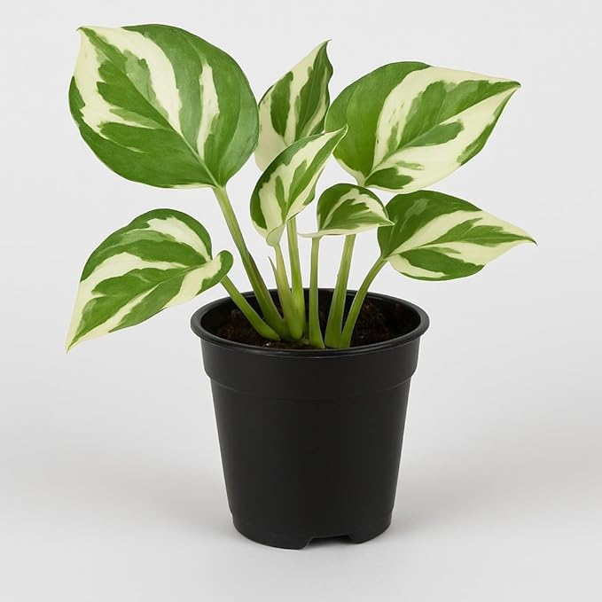 N'Joy Pothos – Live Starter Plant in 2 Inch Pot - Air Purifier Plant to Make Your House Healthier