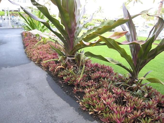 ONE Outdoor Live Plant- Oyster Plant Purple & Green - Grows to Medium Height Outdoor Plant- Young Small Plant