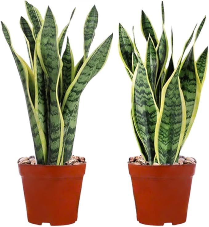 Snake Plants (Live & Rooted) 3/4/6/8" - Mother in Law Tongue - Sansevieria Laurentii Indoor Live Houseplant Gift Air Purifying - Low Light (2 Pack – 4" (3 Stalks Each))
