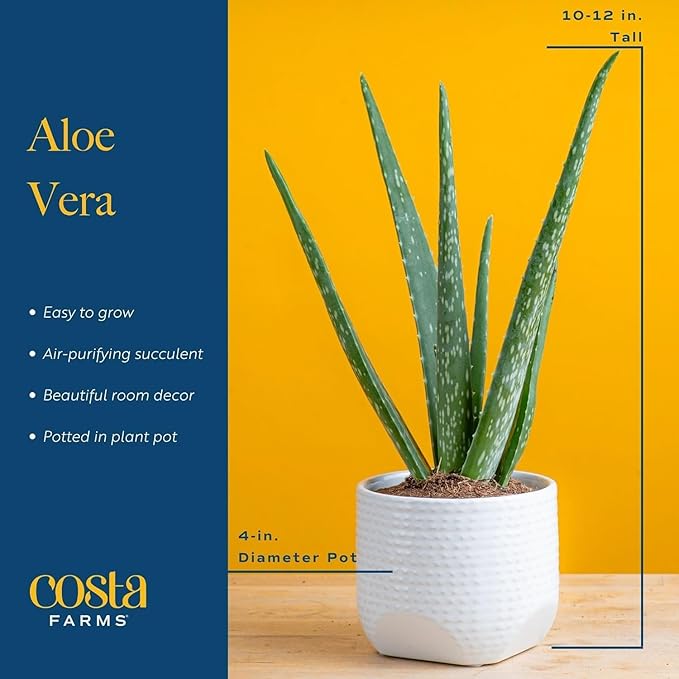 Costa Farms Aloe Vera Live Plant in Decorative Pot, Easy to Maintain, Air Purifying Succulent Indoor Houseplant, Home, Room, or Office Decor, House Warming or Birthday Gift, 12-18 Inches Tall