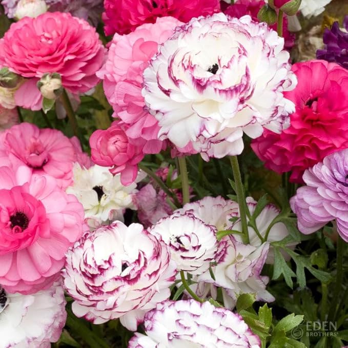 Eden Brothers Ranunculus Bulbs - Pink Renaissance Mix