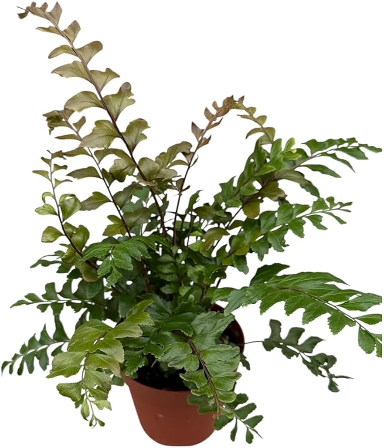 La Costa Plants Mixed Fern Plants, Set of 3, 4 Inch Pots, Live Indoor Outdoor Plants for Home and Office Decor