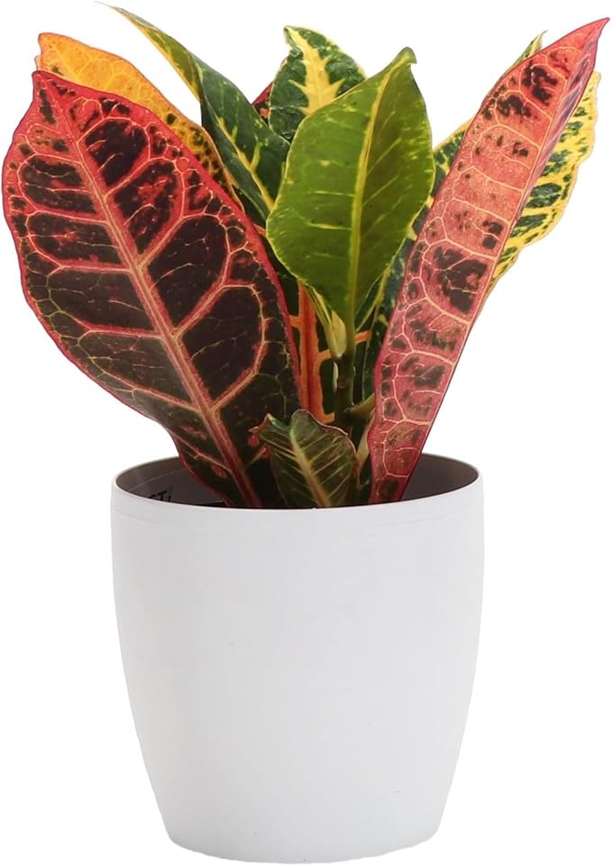Thorsen's Greenhouse Live Petra Croton Plant, Codiaeum Variegatum, Colorful Foliage, Live Indoor Houselant (White, 4-inch Pot)
