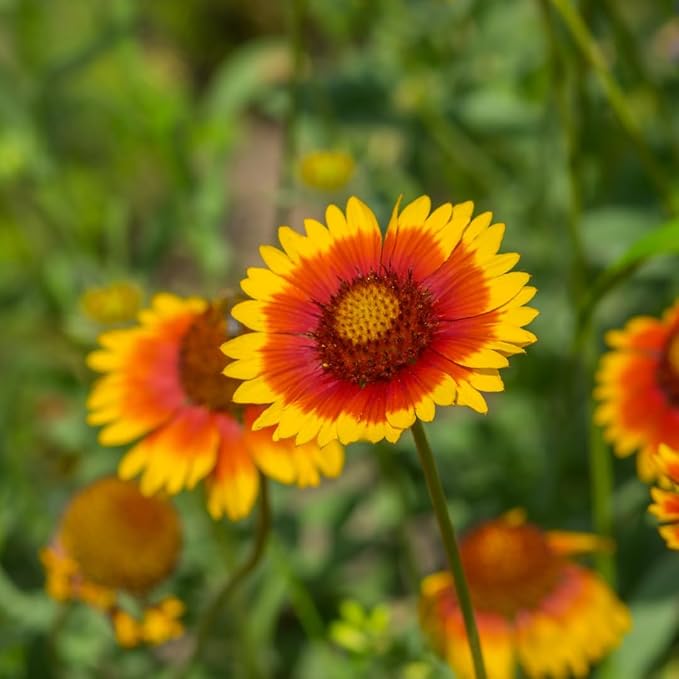 Created By Nature Indian Blanketflower Seeds, 5,640 Perennial Seeds