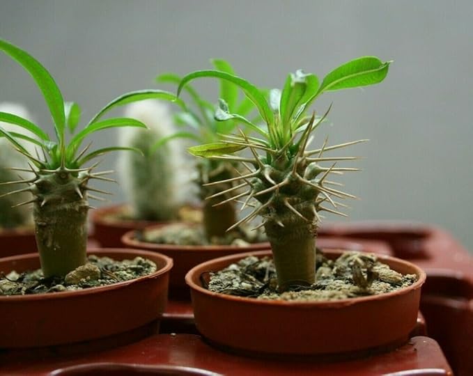 Madagascar Palm Potting Mix - Promote Strong Roots and Captivating Form with Our Premium Blend - 4 Quart