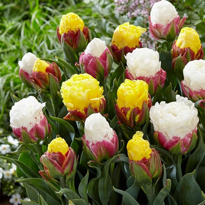 Banana Split Ice Cream Double Tulip Bulb Mix for Planting - 5-Pack Tulipa Double Late Flower Bulbs - Plant in Gardens, Borders & Flowerbeds - Easy to Grow Fall Planted Flowers Bulbs by Willard & May
