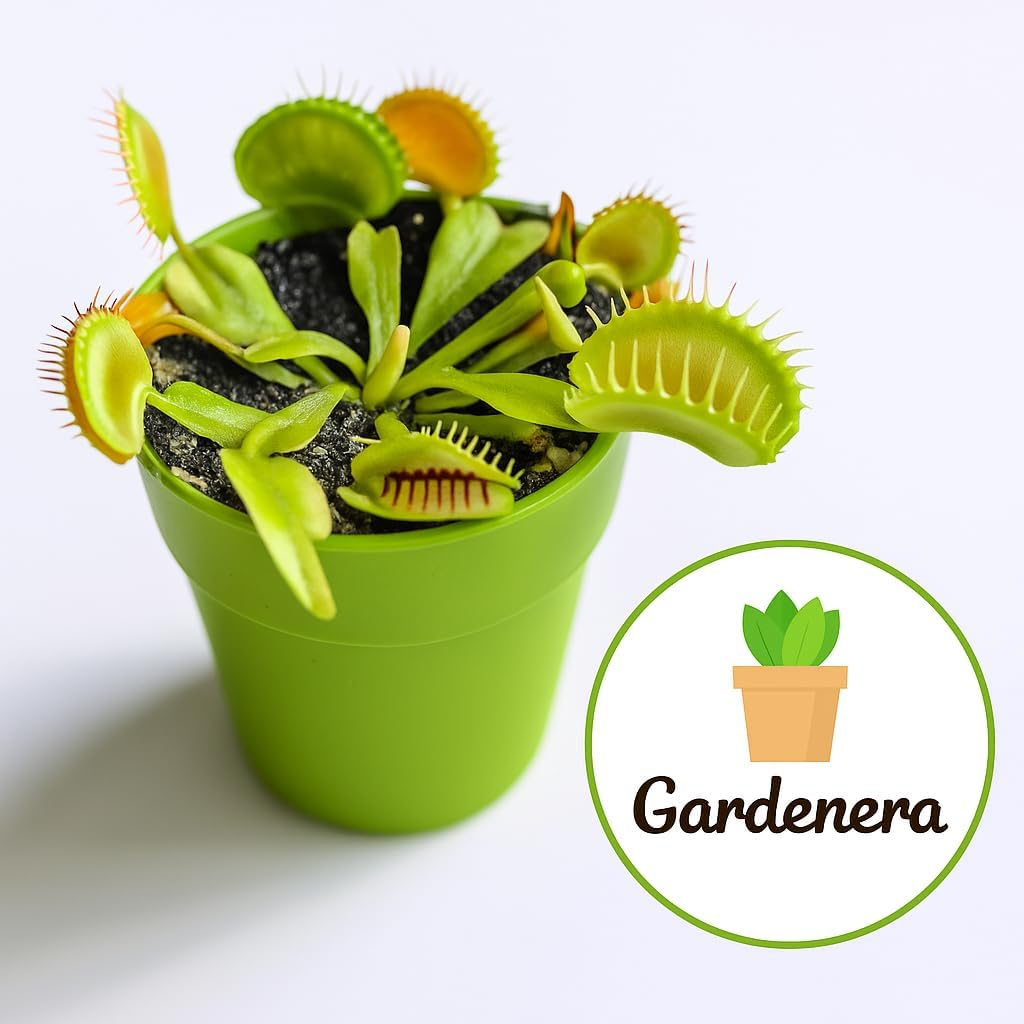 Sphagnum Moss Potting Mix for Carnivorous Plants - 20 Quart - Moss and Perlite Blend for Potting Venus Fly Traps, Sarracenia, Pitcher Plants (4 Bags of 5QT)