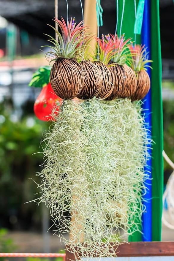 Live Spanish Moss Plant 10” Tall Clump, Air Plant for Home Decoration, Terrariums and Outdoor Planting