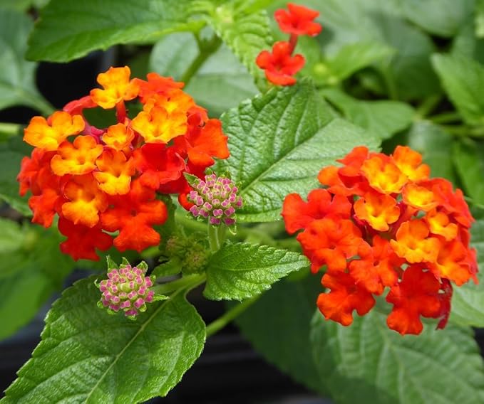 Lantana Plants Live - Dallas Red Pack of 3 Lantana Live Plants for Planting - 4-6 Inches Tall - Attracts Butterflies, Perfect for Containers, Low Maintenance