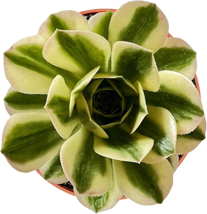 Live Succulents Aeonium 'Mbach' (4-inch), Succulent Plants Fully Rooted in Pots with Soil, Easy-Care House Plant for DIY, Home Office Decor, Wedding Party Favor
