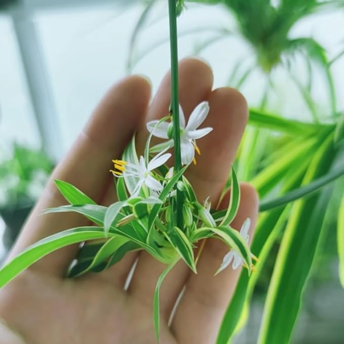 2 Reverse Variegated Spider Plant Cuttings – Fast-Growing Indoor Houseplants, Air-Purifying Hanging Basket Greenery