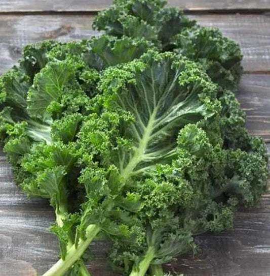 White Russian Kale Seeds for Planting – Plant & Grow Heirloom White Russian Kale in Home Outdoor Vegetable Garden, Brassica Napus – 3 Packets