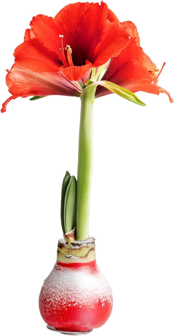 Costa Farms Amaryllis Live Plant in Bulb, Easy to Maintain Flowering Indoor Houseplant, Perfect for Christmas, Holiday Room Decor, Great House Warming or Birthday Gift