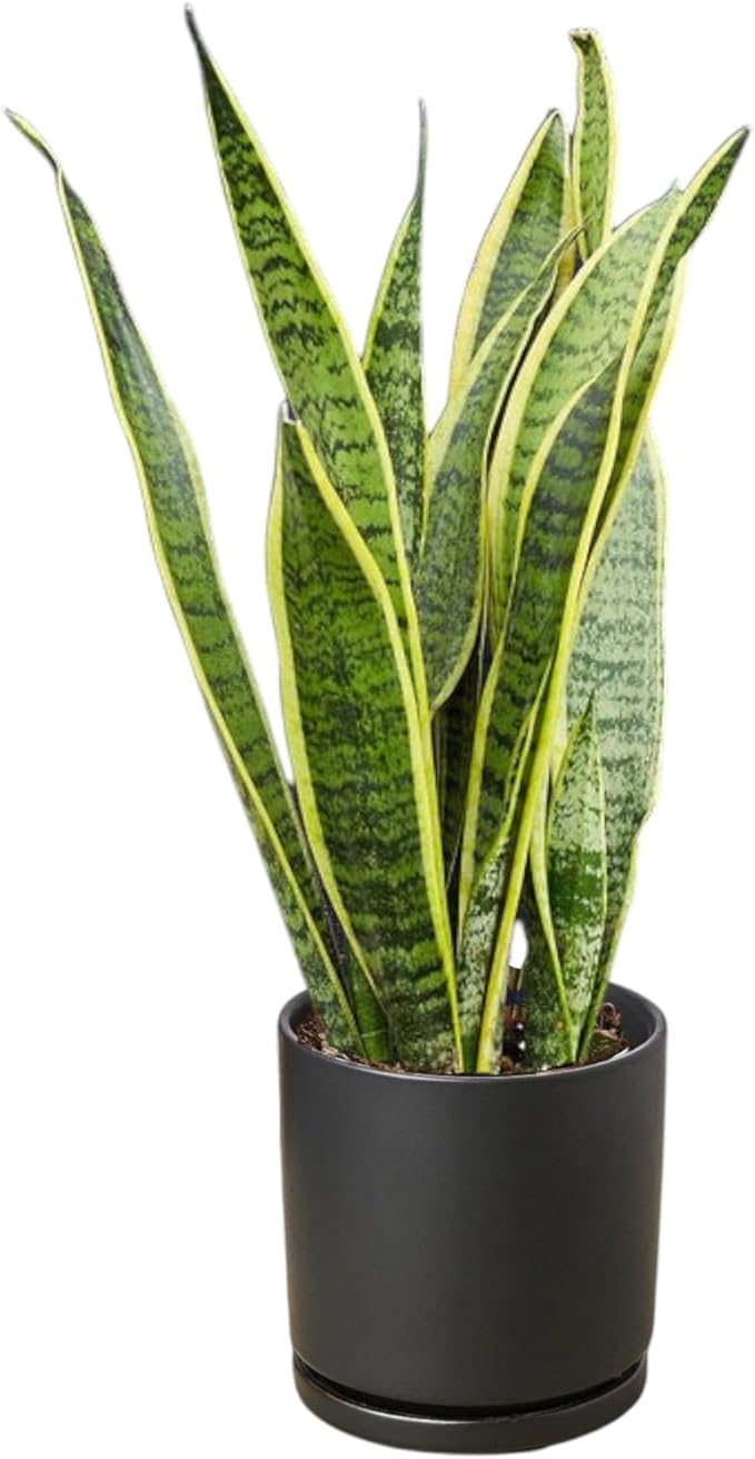 Snake Plants (Live & Rooted) 4/6/8" - Mother in Law Tongue - Sansevieria Laurentii Indoor Live Houseplant Gift Air Purifying - Low Light (4")