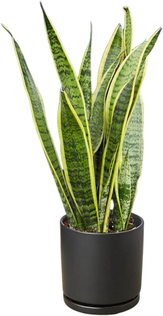Snake Plants (Live & Rooted) 4/6/8" - Mother in Law Tongue - Sansevieria Laurentii Indoor Live Houseplant Gift Air Purifying - Low Light (4")