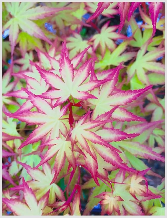 Hanami Nishiki Japanese Maple 2 - Year Live Plant