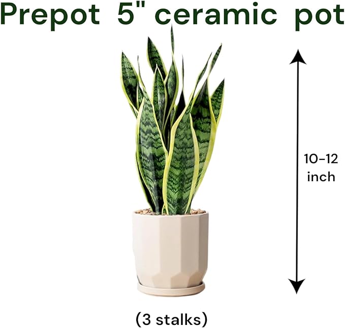 Snake Plants (Live & Rooted) 4/6/8" - Mother in Law Tongue - Sansevieria Laurentii Indoor Live Houseplant Gift Air Purifying - Low Light (6")