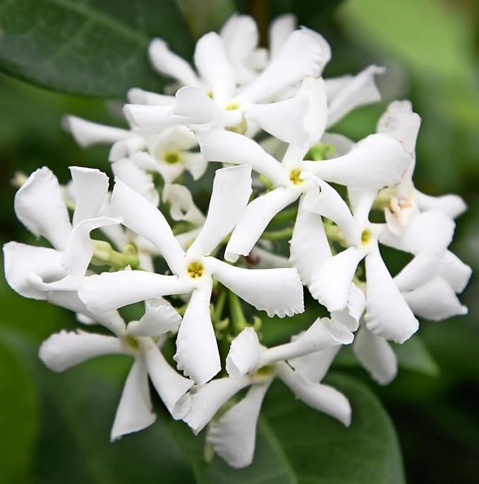Star Jasmine/Confederate Jasmine - Trachelospermum Jasminoides. Live. Fragrant Flowers. (2 Plants in Cup)