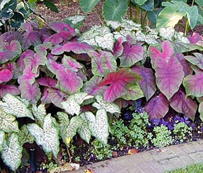 Kathleen Caladium Bulbs - Large Size Root - Elegant Green and White Foliage - Hardy in Zones 9-11 - Ideal for Gardens and Containers
