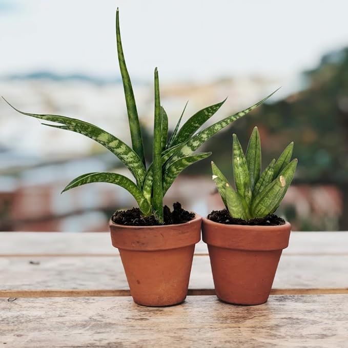 Sansevieria Collection 4-Pack - Live Snake Plants, 2-Inch Pots, Easy Care Indoor Houseplants, Air-Purifying, Low Maintenance by Coollectiveplants (Collection 2)