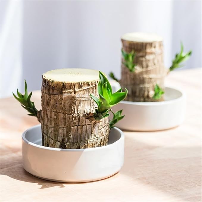 Brazilian Lucky Wood Plant, Easy to Maintain Brazilian Lucky Wood, Suitable for Indoor, Bedroom, Kitchen, Office Desk, Outdoor, Garden and Other Decorations (2A)