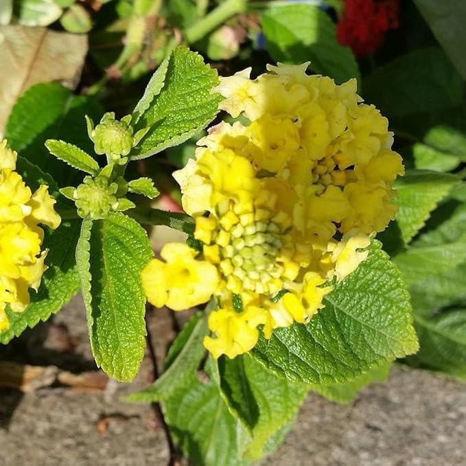 Lantana Plants Live - Yellow Lantana Lola Pack of 3 Live Plants for Planting - 4-6 Inches Tall - Attracts Butterflies, Perfect for Containers & Garden Beds, Low Maintenance