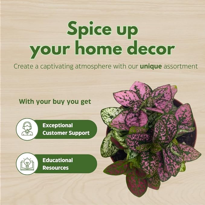 BubbleBlooms Tricolor Hypoestes phyllostachya 2 inch Set of 3 Flamingo Polka Dot Plant Red White and Pink Tiny Mini Pixie Plants