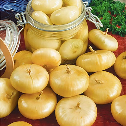 Cipollini Yellow Onion - Coin Shaped Sweet Onion - 400 Seeds