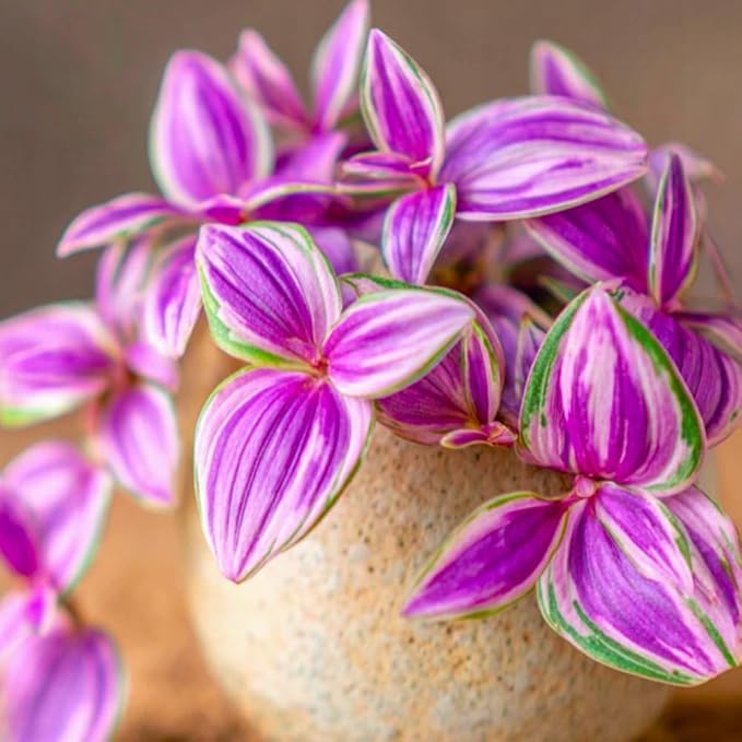 Pink Wandering Jew Live Plant, Tradescantia Zebrina Live Plant Indoors Outdoors, Purple Pink Paradise Leaves, Air Plant for Home and Office, 2" Pot