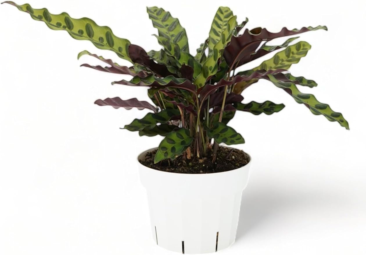 Rattlesnake Calathea Live Plant - Air Purifier, Colorful House Plant, Ideal for Home Decor - Calathea Rattlesnake for Indoor Plants, Calathea Lancifolia Prayer Plant (Large Calathea Rattlesnake)