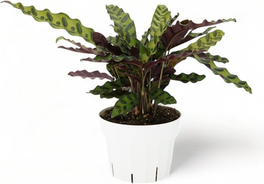 Rattlesnake Calathea Live Plant - Air Purifier, Colorful House Plant, Ideal for Home Decor - Calathea Rattlesnake for Indoor Plants, Calathea Lancifolia Prayer Plant (Large Calathea Rattlesnake)
