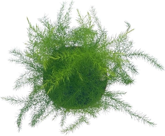 BubbleBlooms Asparagus Fern, Asparagus setaceus, Feathery Soft Tiny Leaf Plant, Live in a 2 inch Pot by BubbleBlooms
