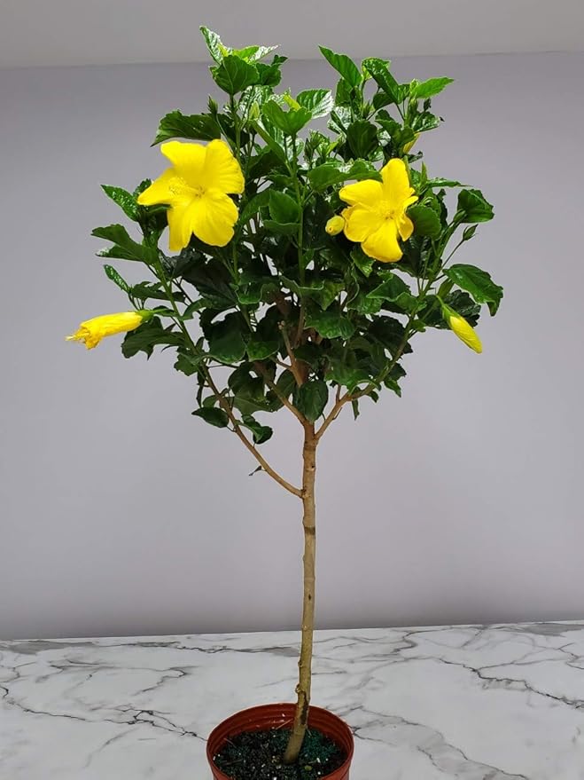 Hibiscus Tree - Yellow Ft. Myers - Overall Height 38" to 44" - Tropical Plants of Florida (Plant Only)…