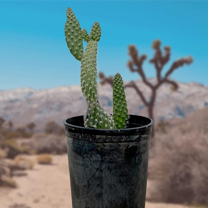 Cactus Outlet - Snow White Prickly Pear Cactus Plants Live - Live Cactus Plants - Snow White Cactus - Prickly Pear Plant Live - Landscape Ready Cactus Plants Live Delivered Right to Your Door