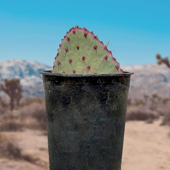 Cactus Outlet - Santa Rita Prickly Pear Cactus Plants Live - Live Cactus Plants - Santa Rita Cactus - Prickly Pear Plant Live - Landscape Ready Cactus Plants Live Delivered Right to Your Door