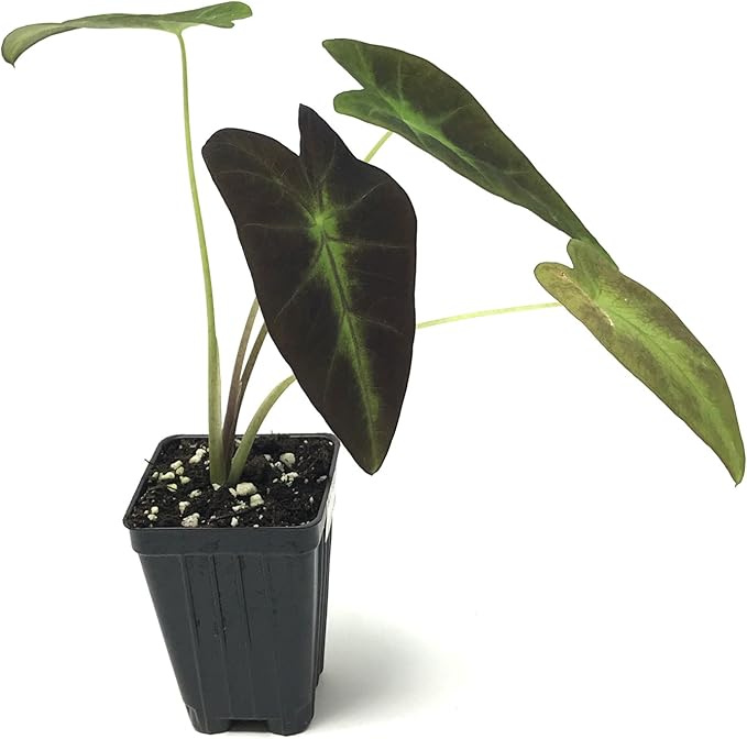 Black Beauty Elephant Ear Live Plant - Colocasia antiquorum by Wellspring Gardens Starter Plant - Colocasia with Dark Purple-Black Leaves Houseplants Planting for Outdoor and Indoor Growth