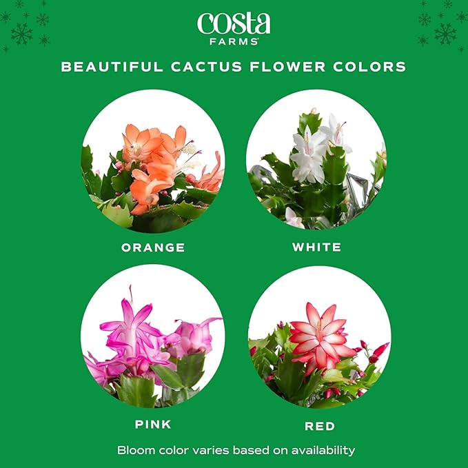 Costa Farms Christmas Cactus Live Plant in Holiday Gift Wrap Pot, Easy to Maintain Flowering Indoor Houseplant, Holidays Room Decor, Seasonal Christmas Gift, 8-10 Inches Tall