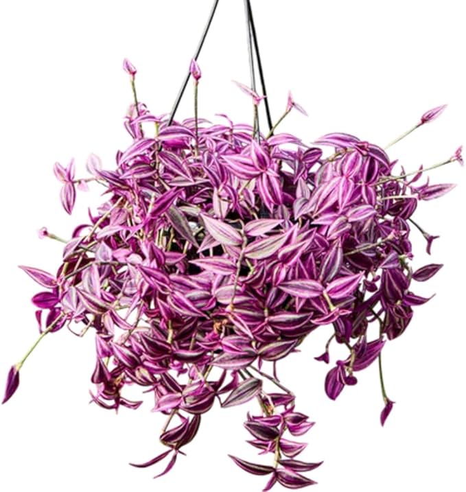 Pink Wandering Jew Live Plant, Tradescantia Zebrina Live Plant, 4" Pot, Purple Pink Paradise Leaves, Air Plant for Home and Office Indoors Outdoors