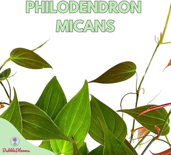 BubbleBlooms Philodendron Micans Hederaceum in a 4 inch Pot Heart-Leaf Philo, Sweetheart Plant